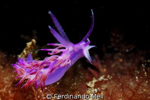 Flabellina affinis by Ferdinando Meli 